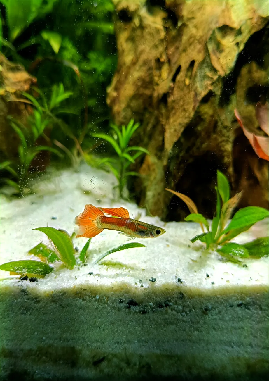 Fish over pale aquarium substrate beside wood and plants.