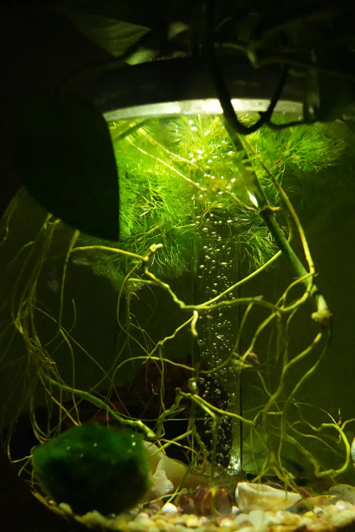 Planted aquarium display illuminated from above.