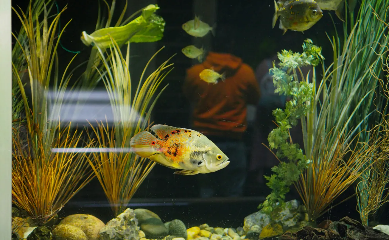 Aquarium viewed through reflective glass.