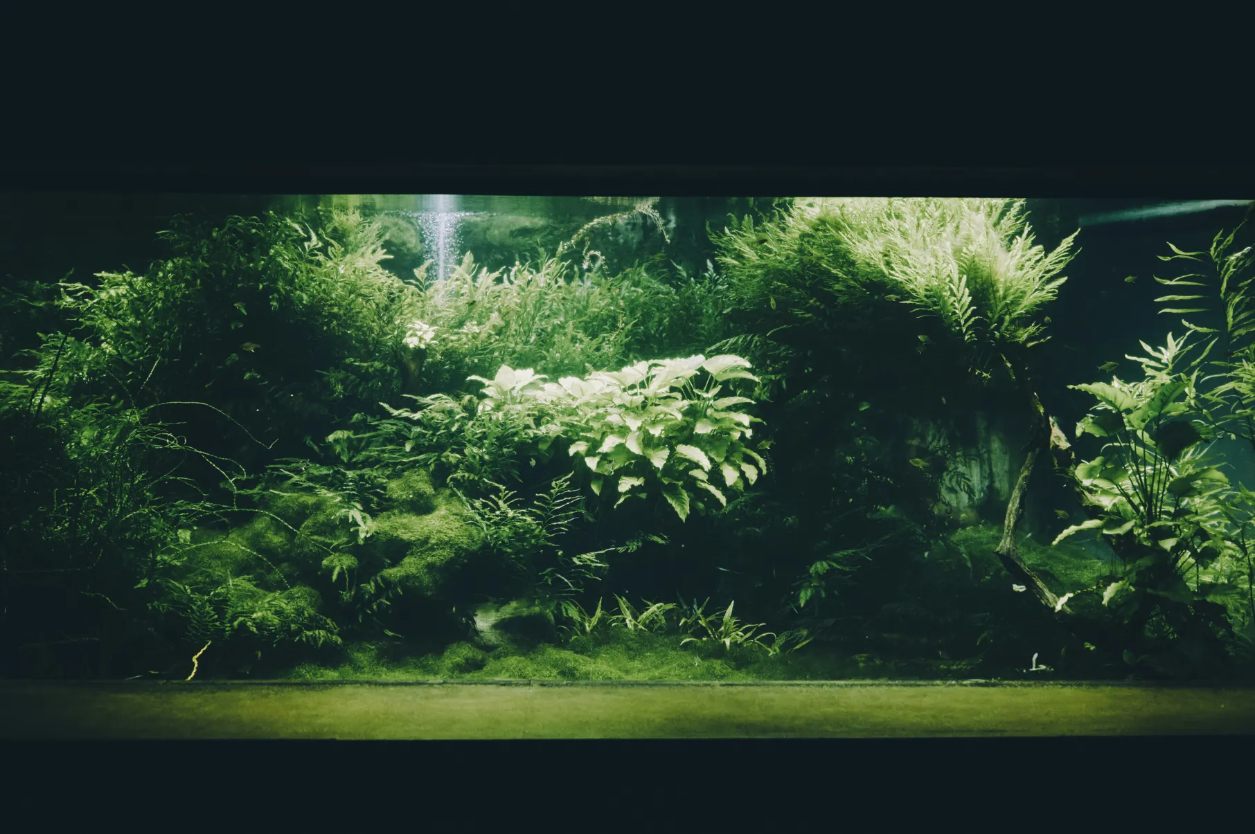 Large planted aquascape display.