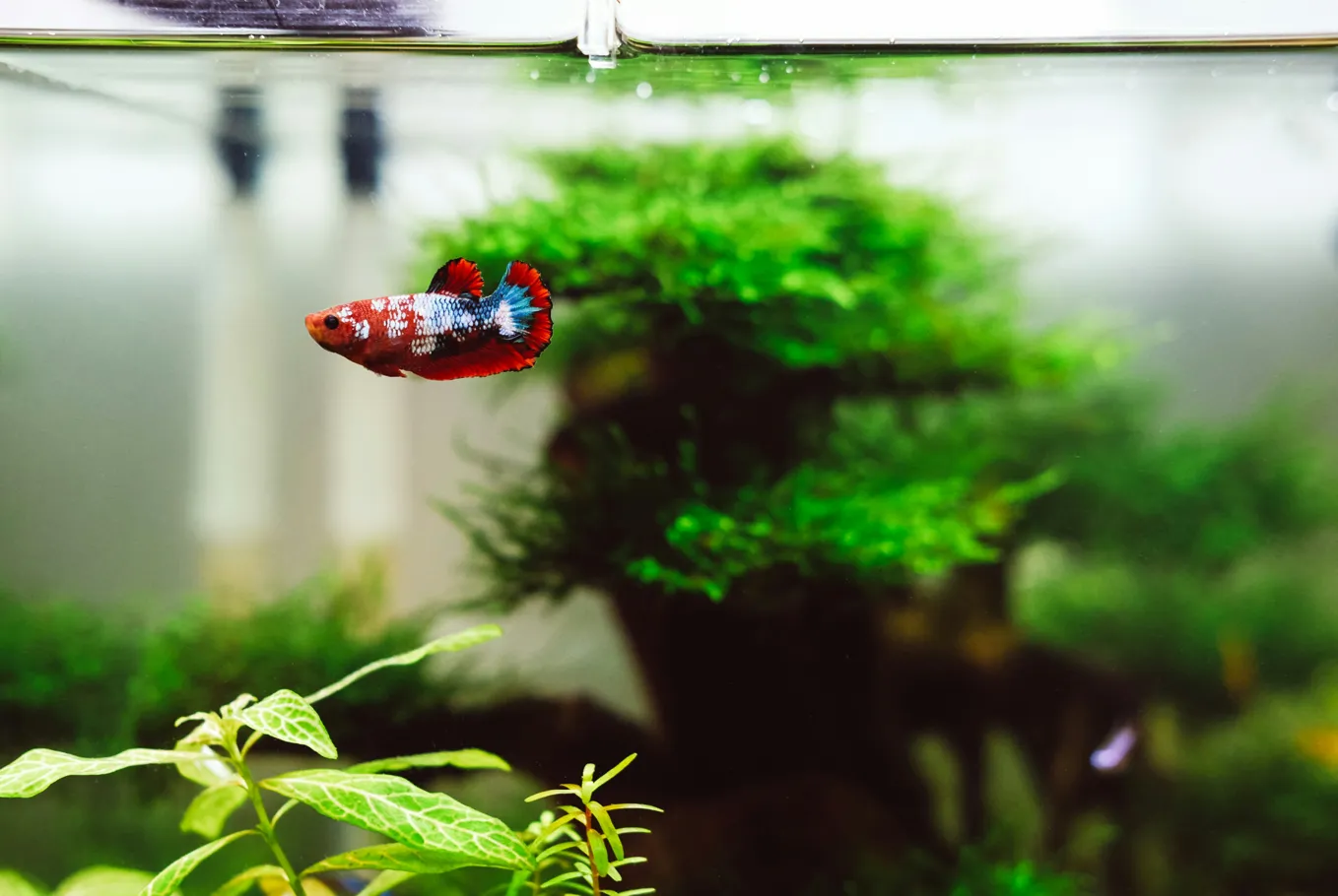 Betta fish swimming in front of a planted aquascape.
