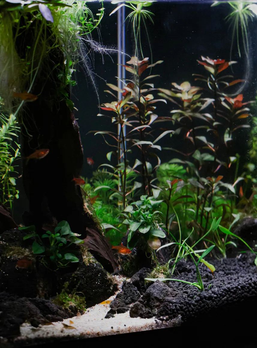 Tall planted aquarium with wood, stone and pale substrate.