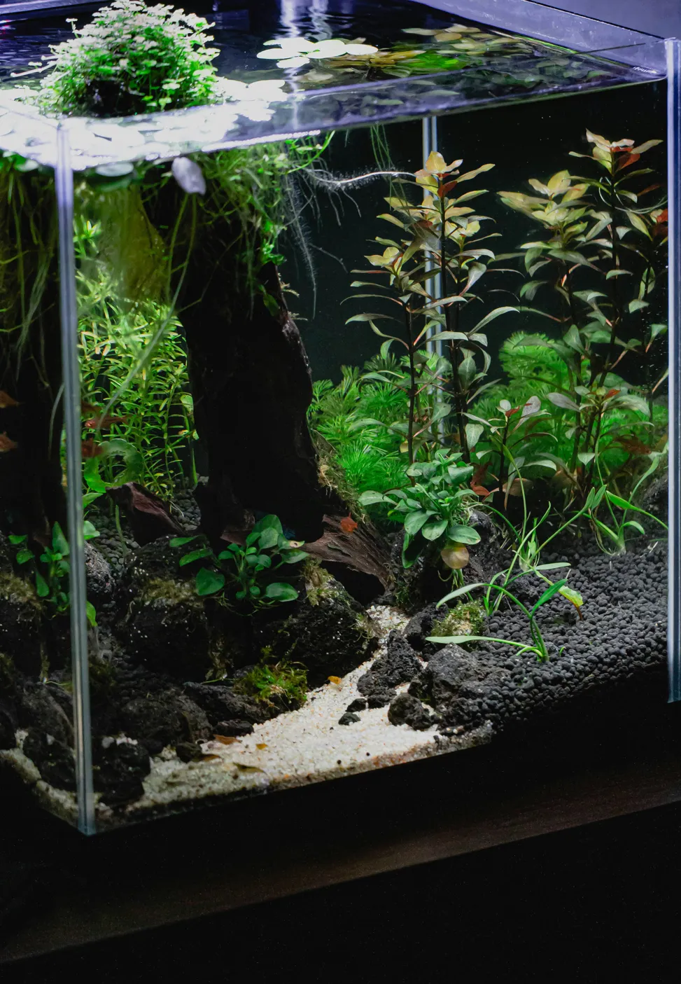 Aquascape with stone hardscape, plants and pale substrate.