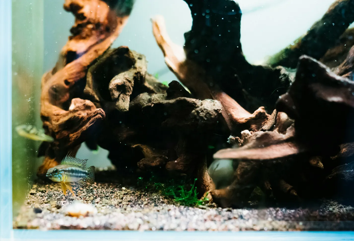 Branching aquarium driftwood arranged over gravel.