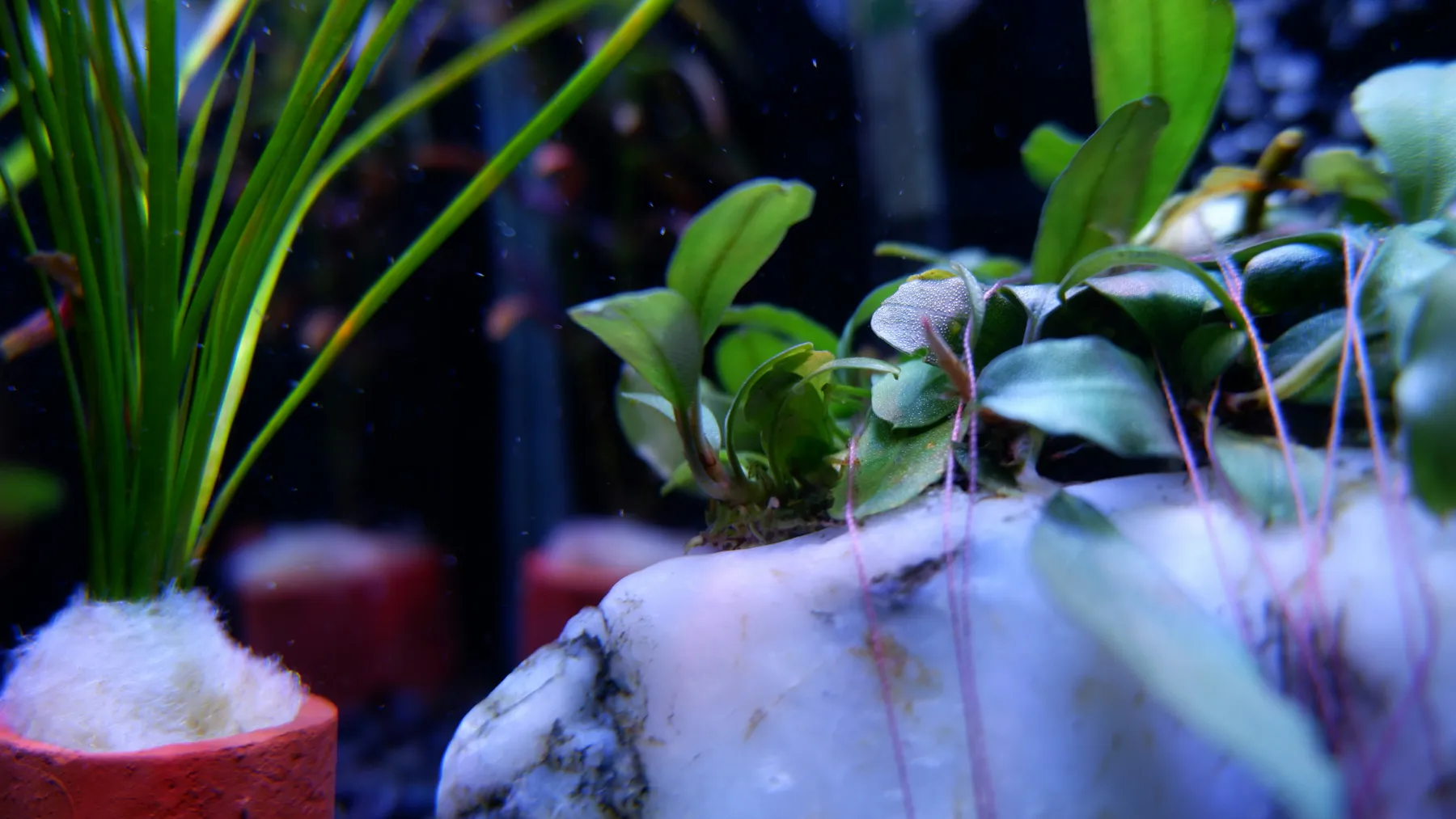 Aquatic plants rooted across pale aquarium hardscape.