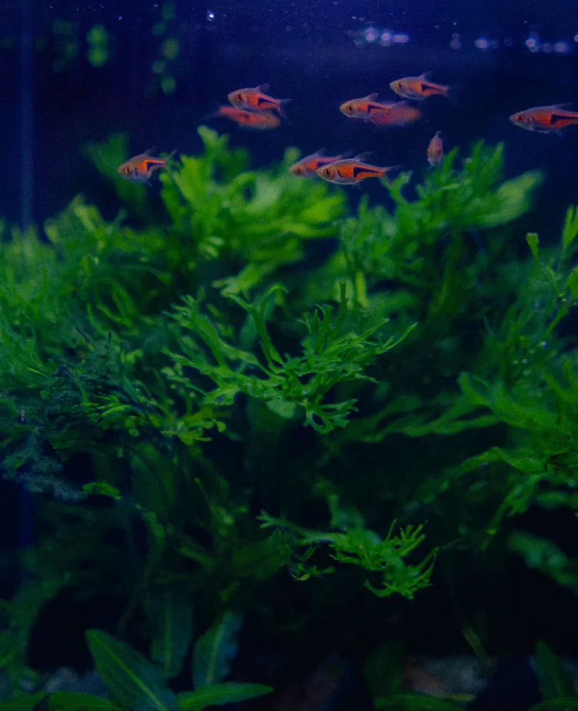 Schooling fish above dense aquatic plants.